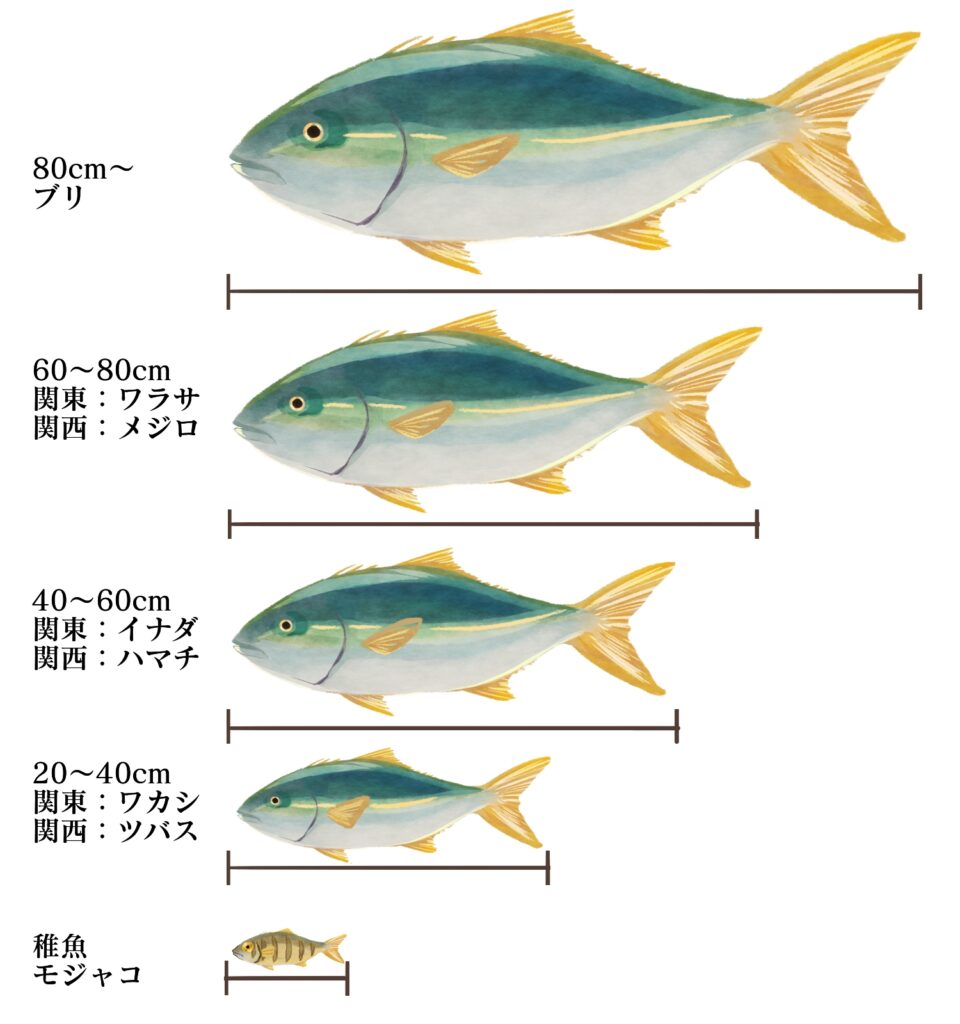 出世魚・ブリの名前の変化